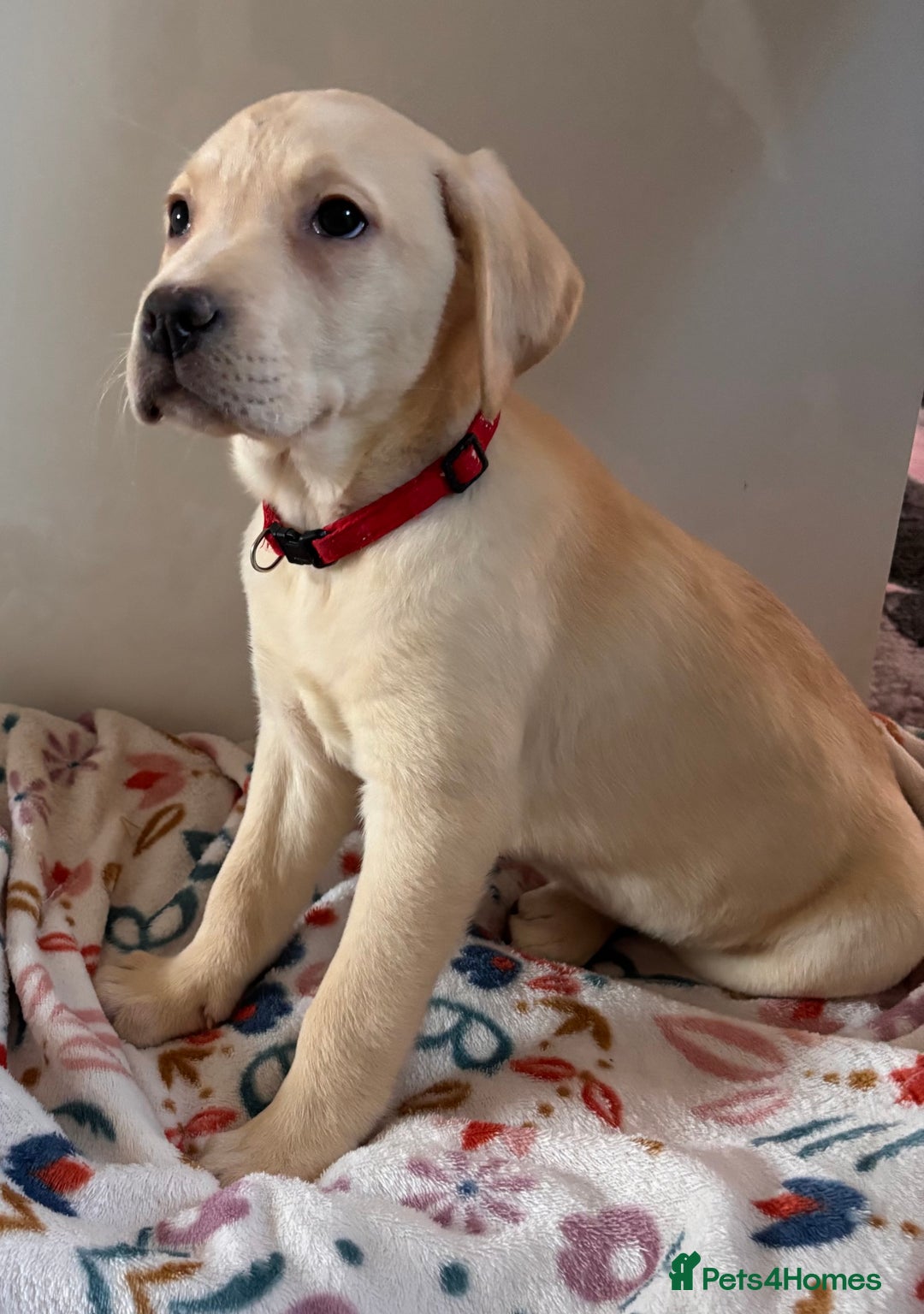 Labrador Retriever dogs for sale: Health tested pedigree labrador puppies - Advert 18