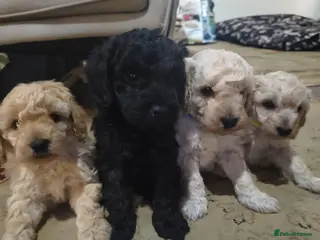 Toy Poodle dogs Toy poodle pups - Advert 1