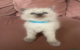 Ragdoll cats for sale: ragdoll kittens ready in 1 week  🩵💚💜 - Image 14