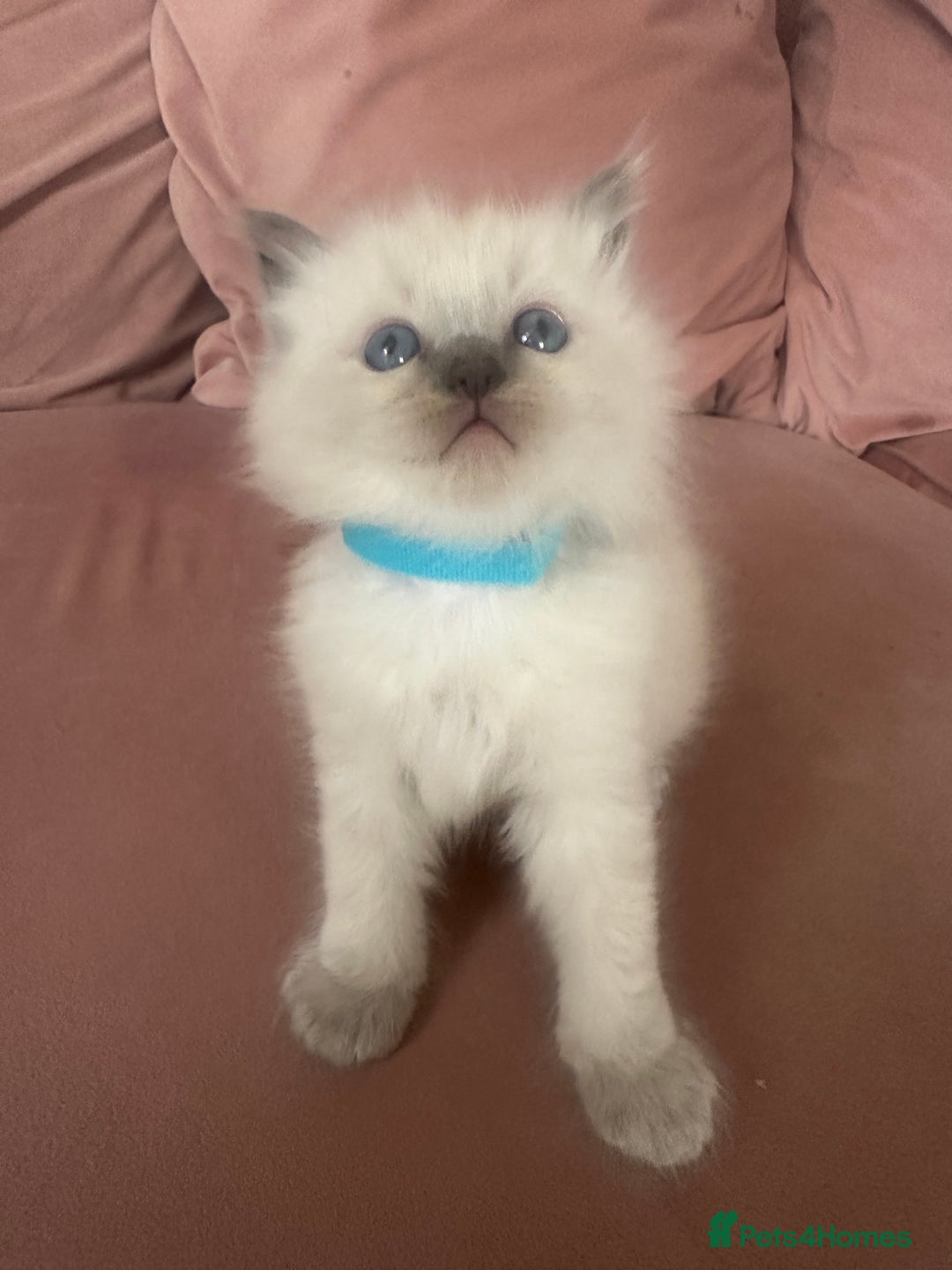 Ragdoll cats for sale: ragdoll kittens ready in 1 week  🩵💚💜 - Image 14