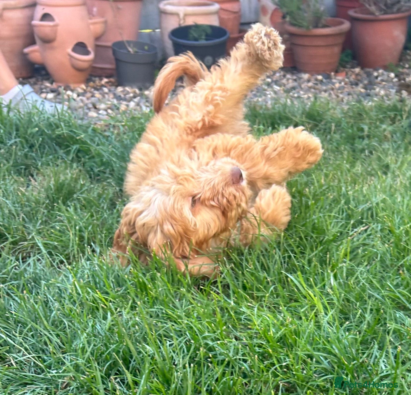 Cockapoo dogs Gorgeous Cockapoo Boys  - Advert 1