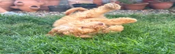 Cockapoo dogs for sale: Gorgeous Cockapoo Boys  - Advert 4