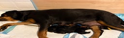 Rottweiler dogs for sale: 4 Gorgeous Rottweiler Puppies - Advert 7