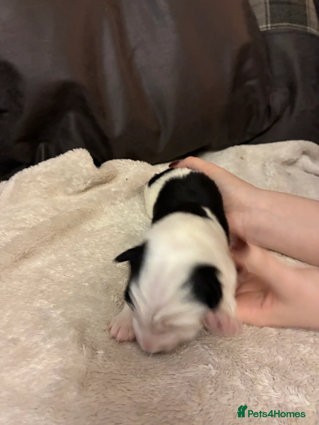 Border Collie dogs for sale: Border Collie black and white - Advert 32