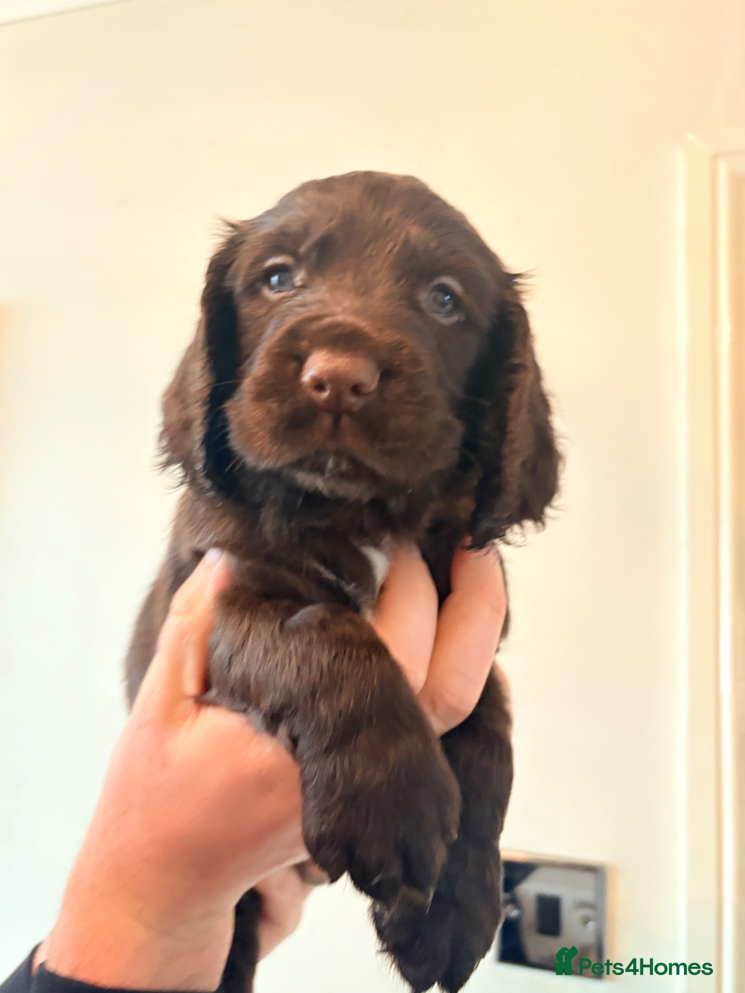 Cocker Spaniel dogs Working Cocker Spaniel RKC Registered - Advert 1