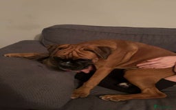 Boxer dogs for sale: Much loved 8 month old  - Image 6