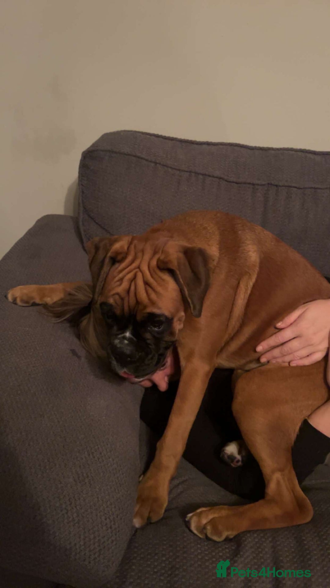 Boxer dogs for sale: Much loved 8 month old  - Image 6