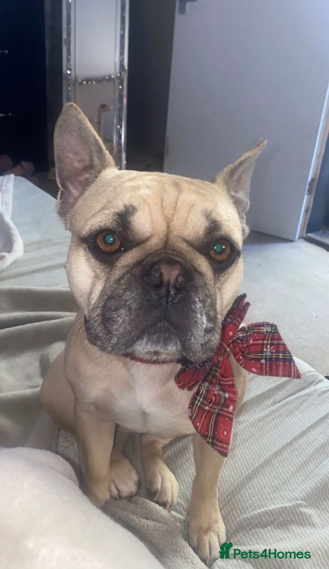 French Bulldog dogs for sale: Pedigree Frenchie  - Advert 6