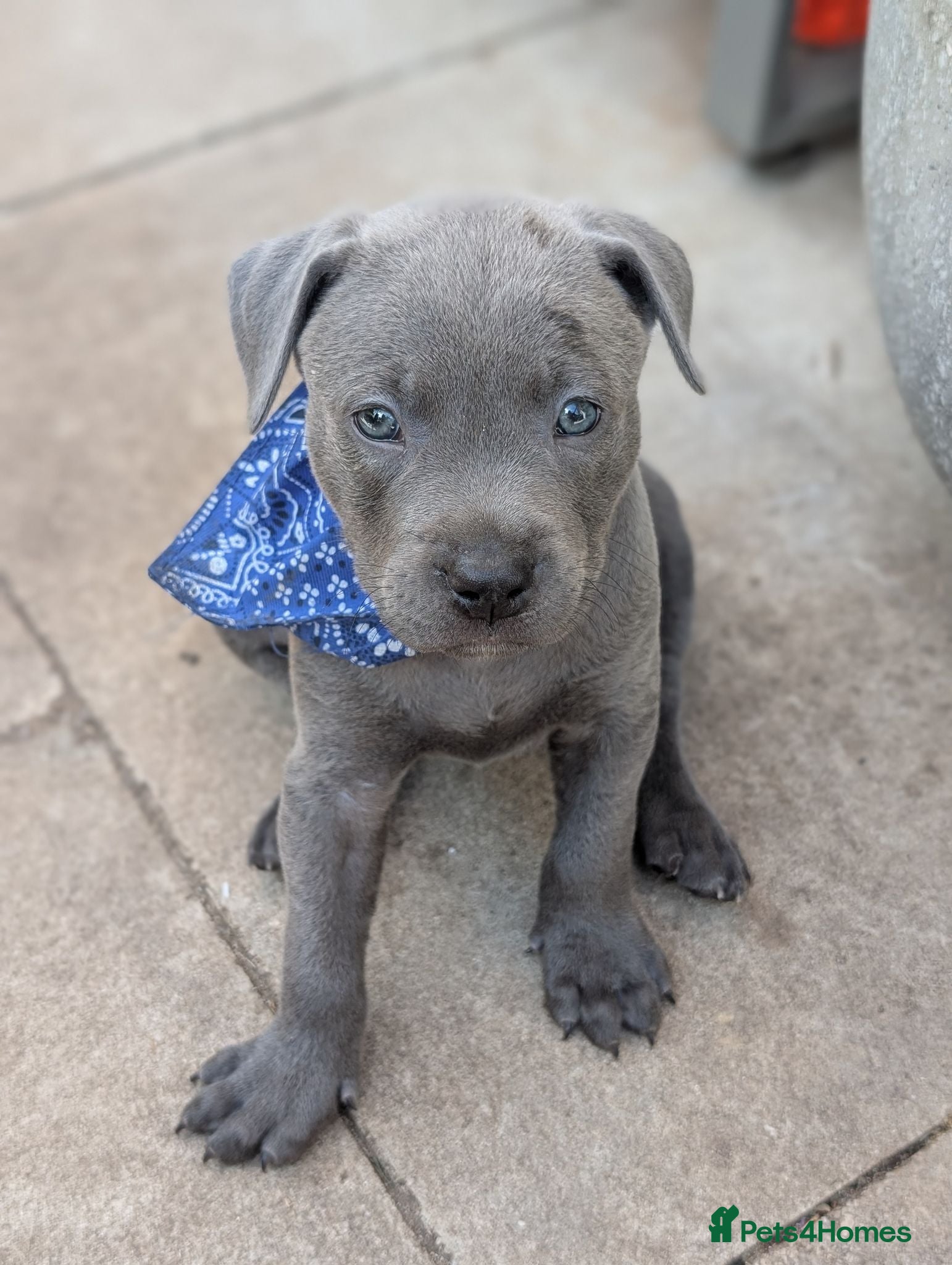 Staffordshire Bull Terrier dogs Stunning staff x puppies - Advert 15