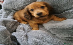 Miniature Dachshund dogs for sale: 3 Cute Longhaired Mini Dachshunds Pedigree - Image 19