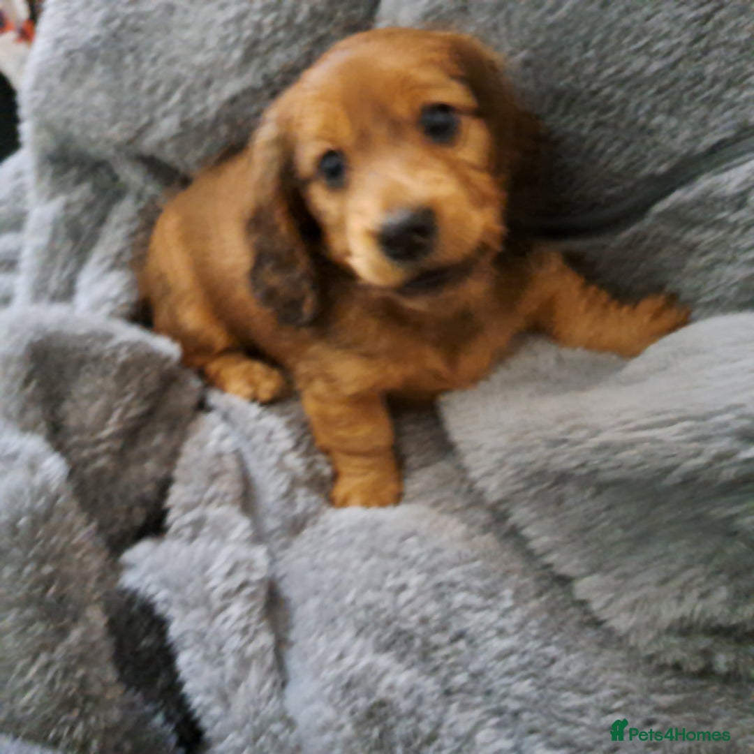 Miniature Dachshund dogs for sale: 3 Cute Longhaired Mini Dachshunds Pedigree - Image 19