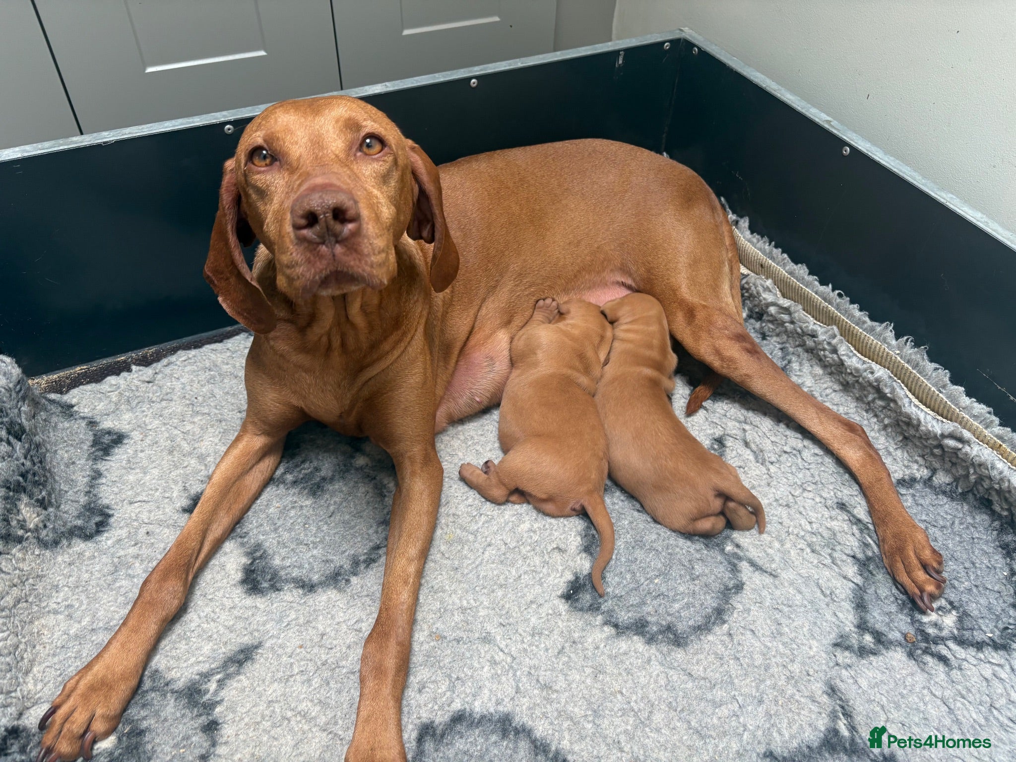 Hungarian Vizsla dogs Hungarian Vizsla bitch puppies - Advert 5