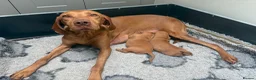 Hungarian Vizsla dogs for sale: Hungarian Vizsla bitch puppies - Advert 1