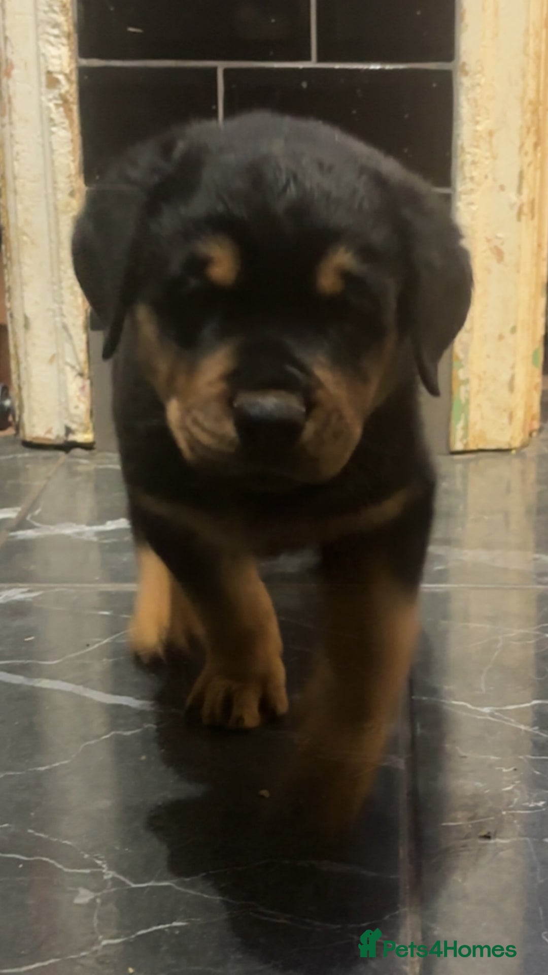 Rottweiler dogs for sale: 10 week old Rottweiler Puppies - Advert 1