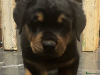 Rottweiler dogs 10 week old Rottweiler Puppies - Advert 1