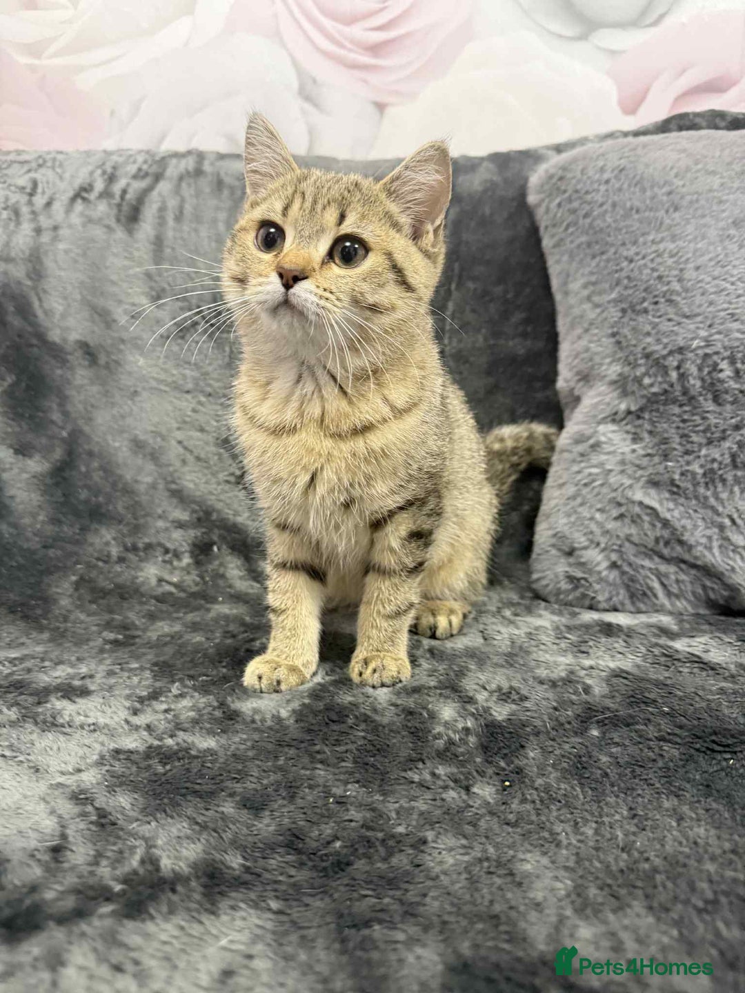 British Shorthair cats for sale: British shorthair kittens gccf ready now  - Advert 2