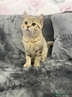 British Shorthair cats - Advert 15