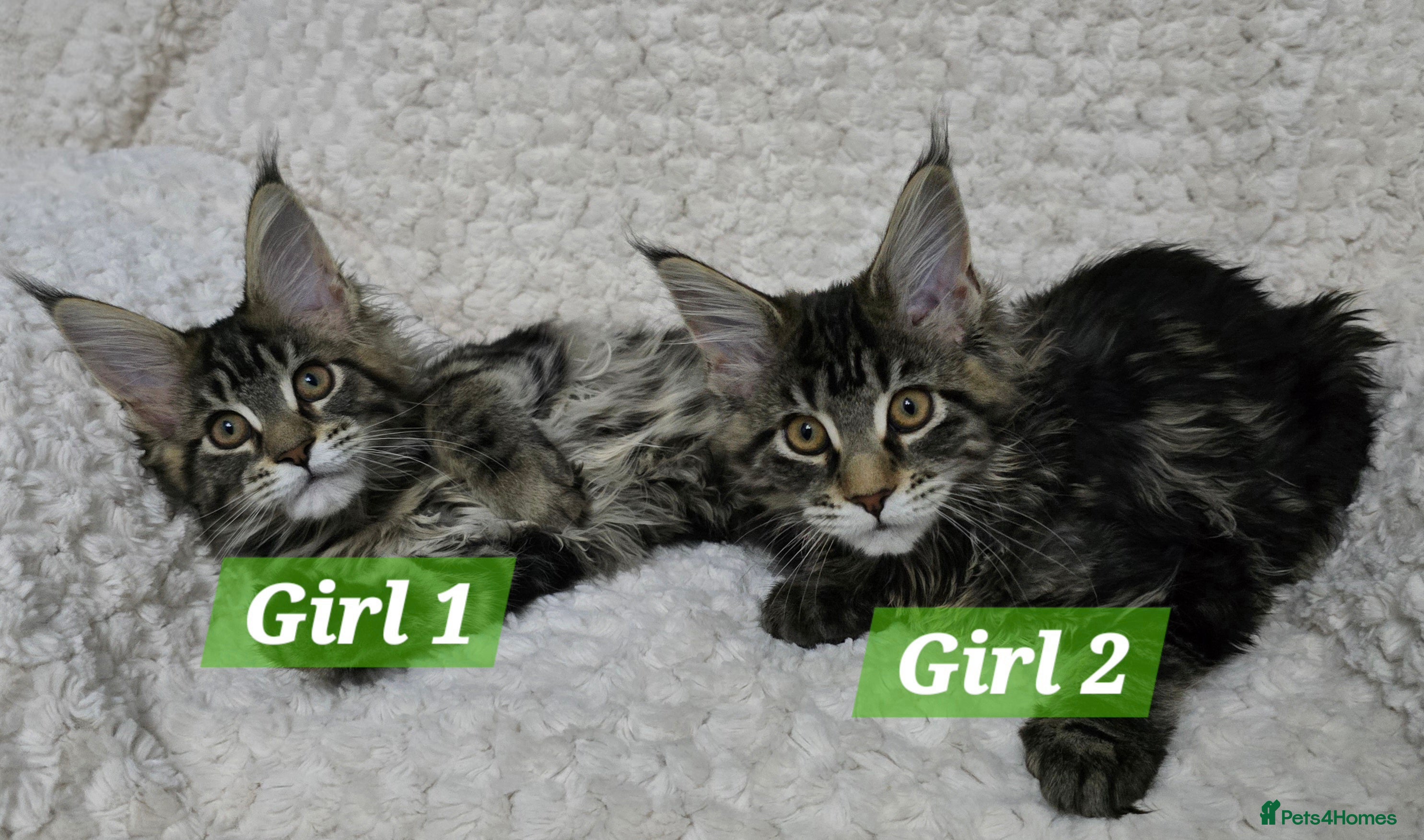 Maine Coon cats Gorgeous Maine Coon Kittens - Advert 5