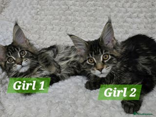 Maine Coon cats Gorgeous Maine Coon Kittens - Advert 5