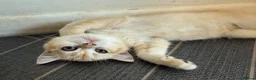 British Shorthair cats for sale: GCCF reg BSH Black Golden Kittens - Advert 8