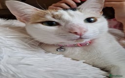 Domestic Shorthair cats for sale: Poppy and Rosie Rehoming.  - Image 8