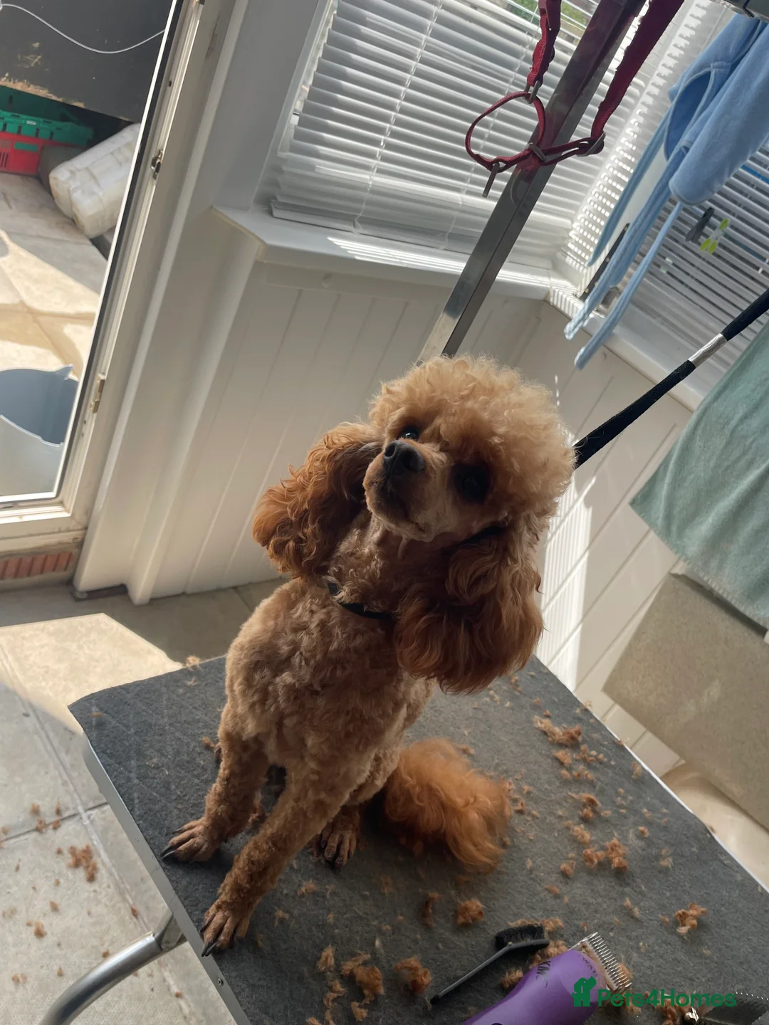 Toy Poodle dogs for stud: Kc toy poodle STUD ONLY  - Advert 2