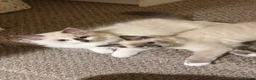 Ragdoll cats for sale: Ragdoll kittens for sale  - Advert 12