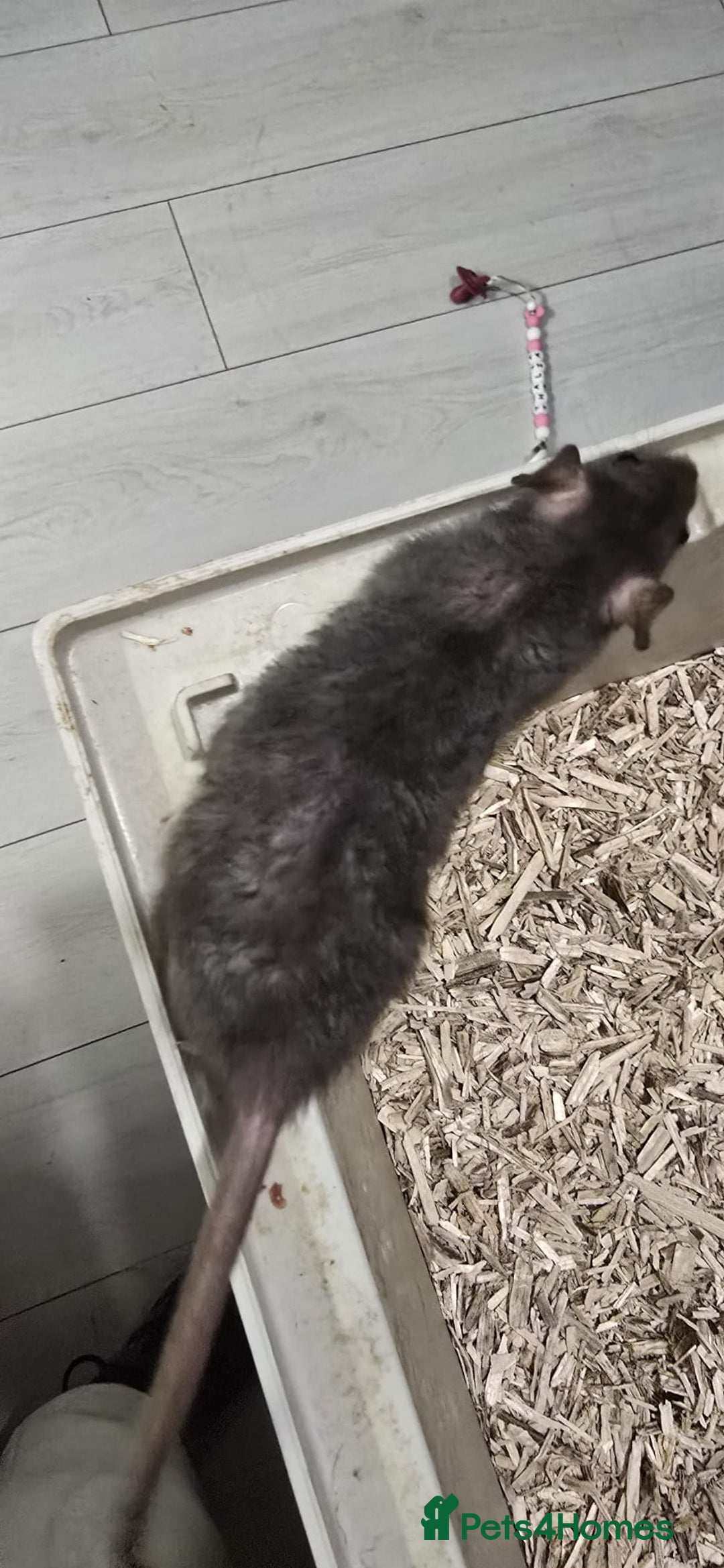 Rat rodents for sale: 4 female Rats for sale  - Advert 2