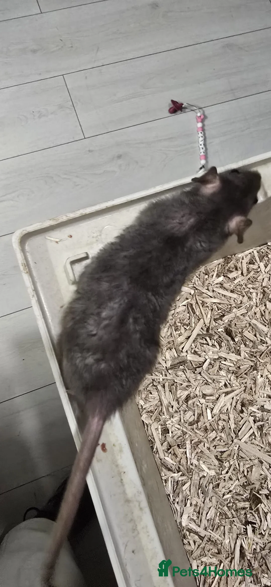 Rat rodents for sale: Rats for sale  - Advert 2