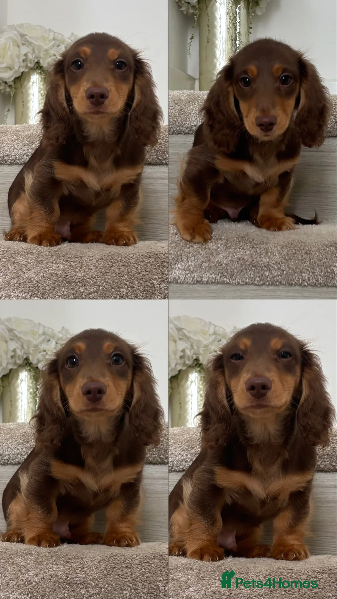 Dachshund dogs for sale: Two male miniature long haired Russian dashounds  in Bootle - Advert 8