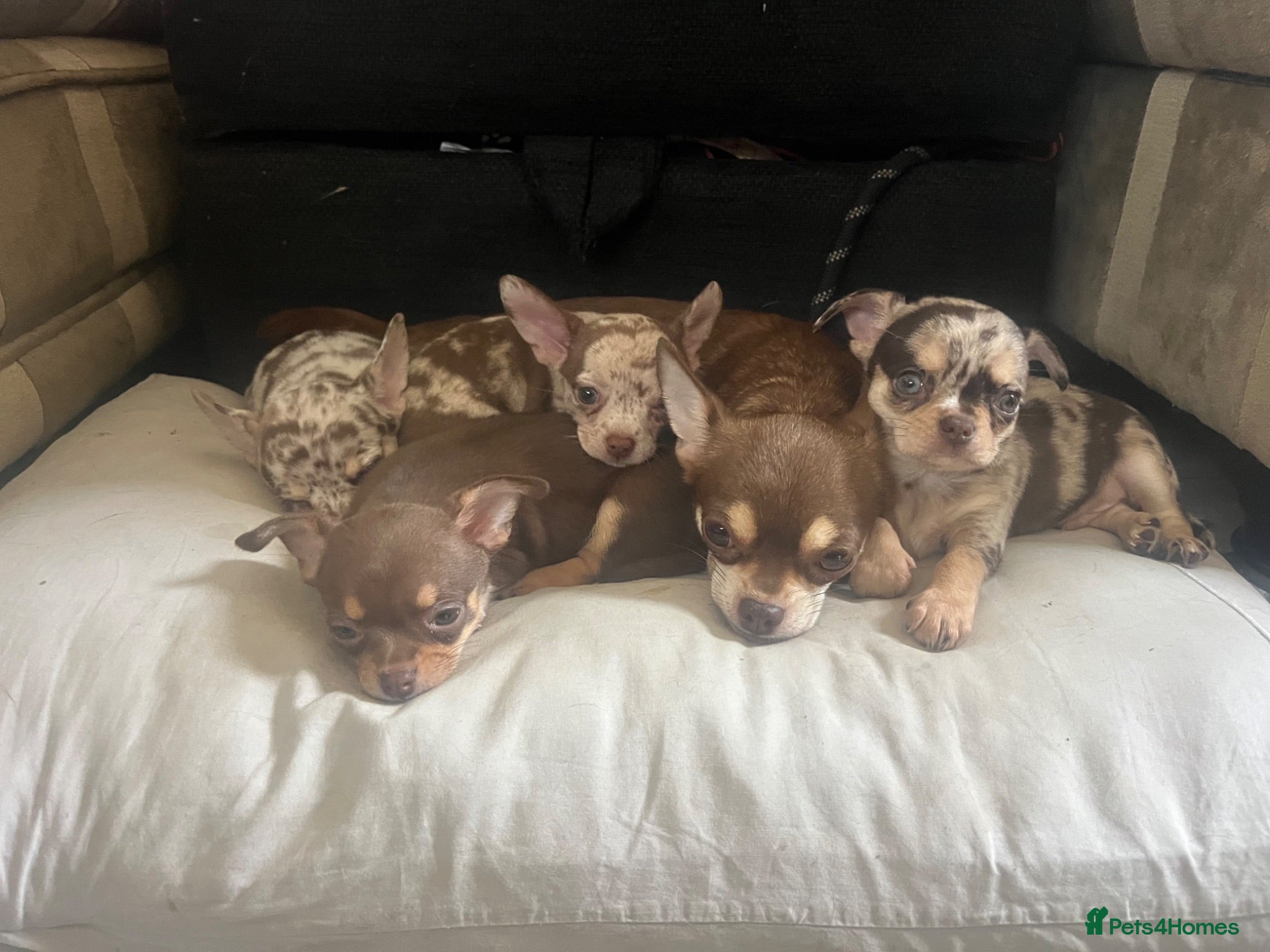 Chihuahua dogs Gorgeous litter of merle chihuahua pups - Advert 2