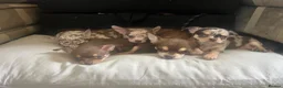 Chihuahua dogs for sale: Gorgeous litter of merle chihuahua pups - Advert 2