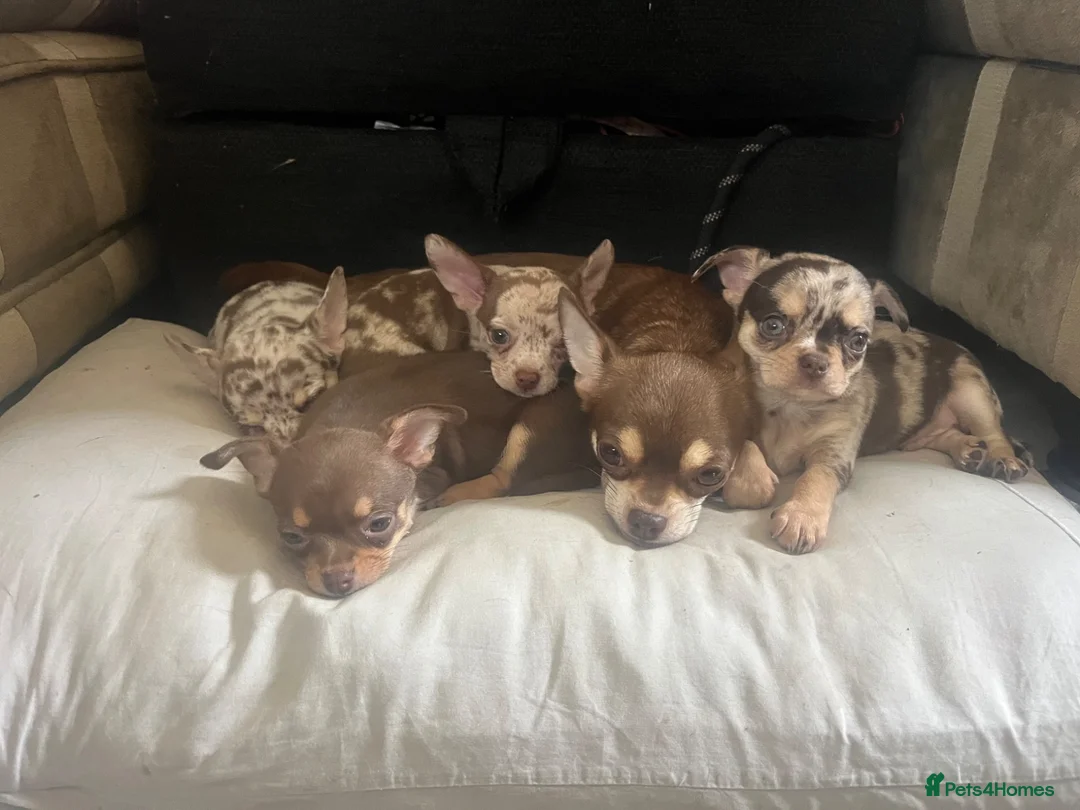 Chihuahua dogs for sale: Gorgeous litter of merle chihuahua pups - Advert 2