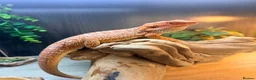 Bearded Dragon reptiles for sale: Bearded dragon in Telford - Advert 1