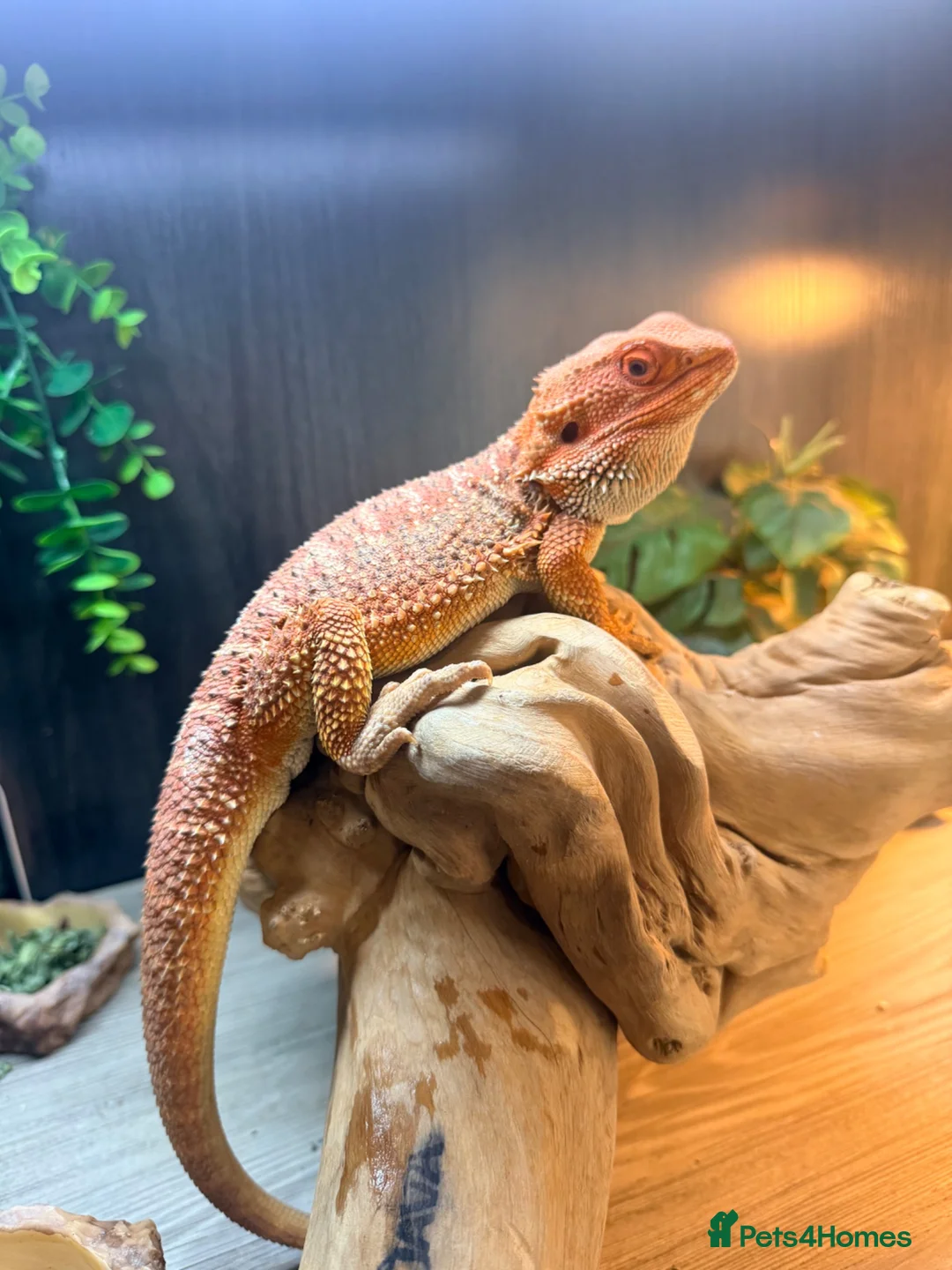 Bearded Dragon reptiles for sale: Bearded dragon in Telford - Advert 1