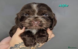 Cocker Spaniel dogs for sale: Exceptional Pedigree Show Type English Cockers  - Image 28