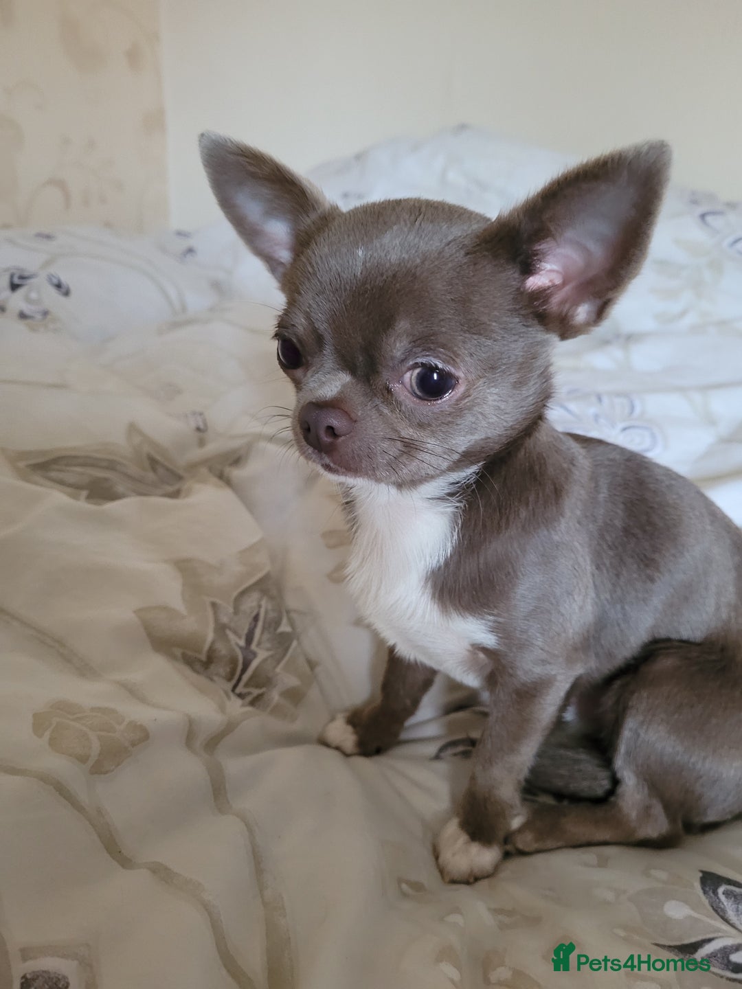 Chihuahua dogs for stud: KC lilac stud in Dagenham - Advert 5
