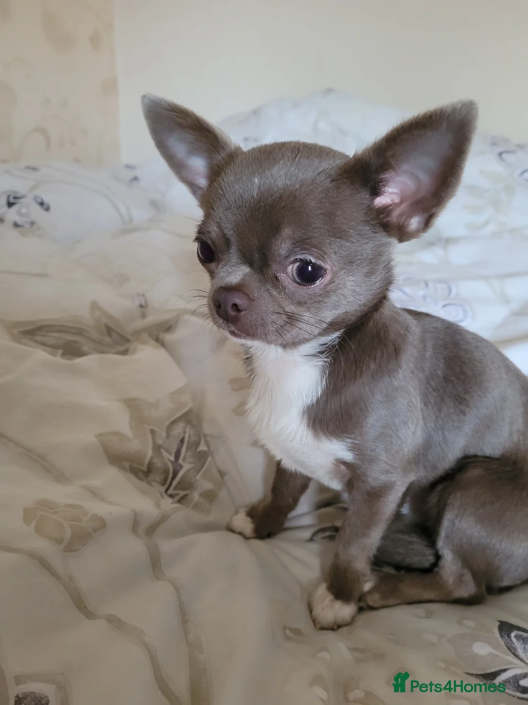 Chihuahua dogs for stud: KC lilac stud in Dagenham - Advert 5