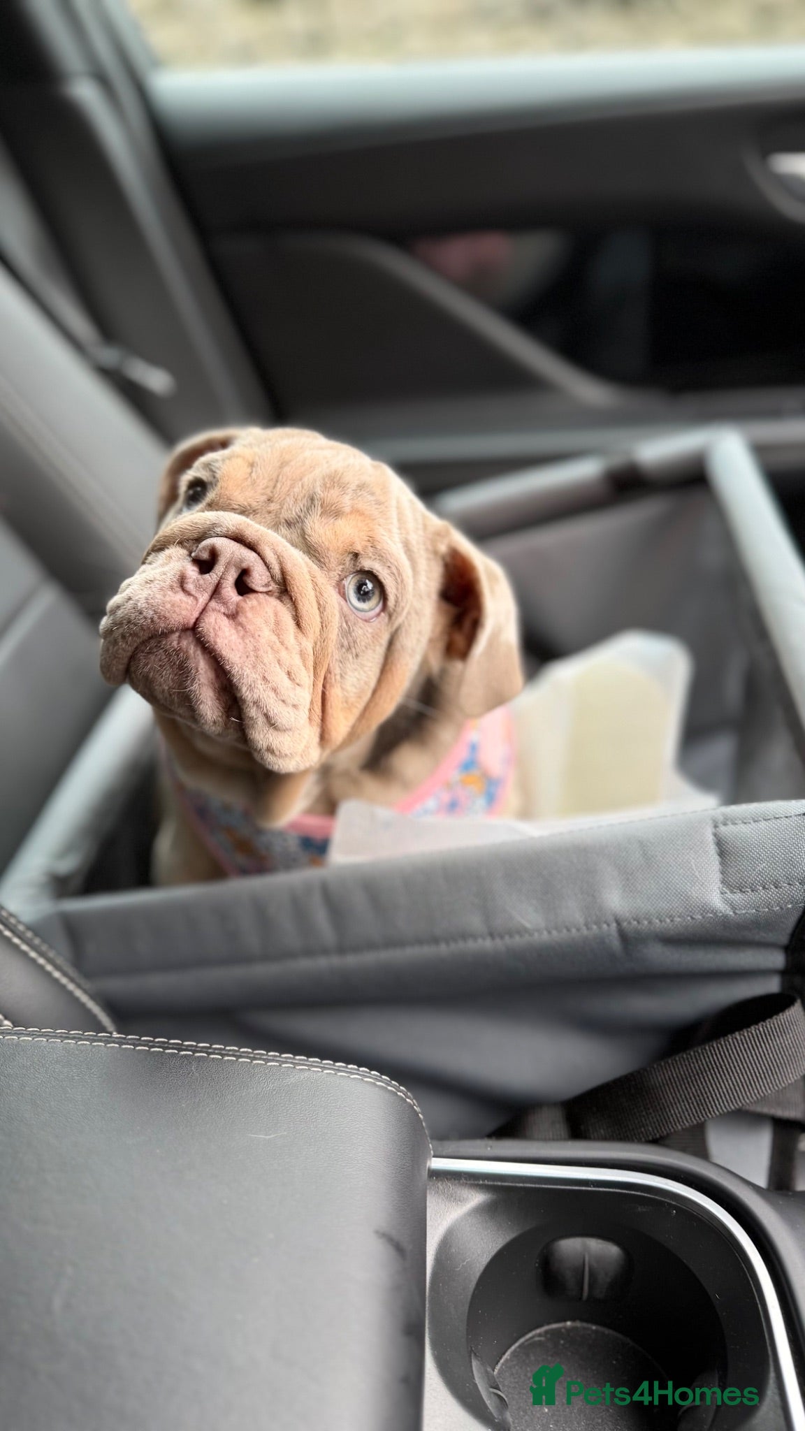 English Bulldog dogs Beautiful English Bulldog Puppy mabel – £2000 ONO - Advert 11