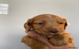 Sprocker dogs for sale: Gorgeous sprocker pups - Image 7