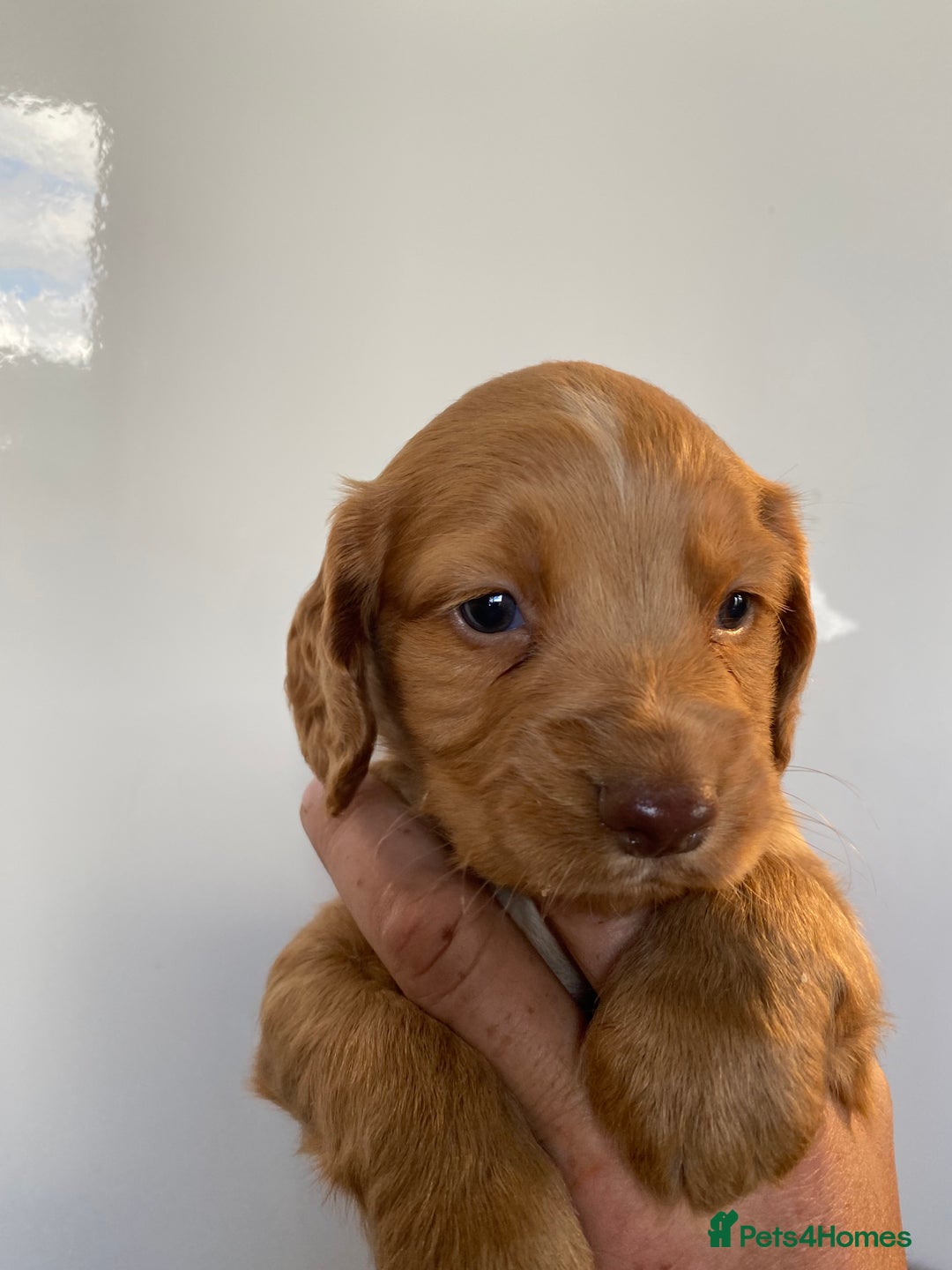 Sprocker dogs for sale: Gorgeous sprocker pups - Image 7