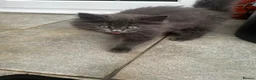 British Longhair cats for sale: Grey British longhair in Milton Keynes - Advert 4