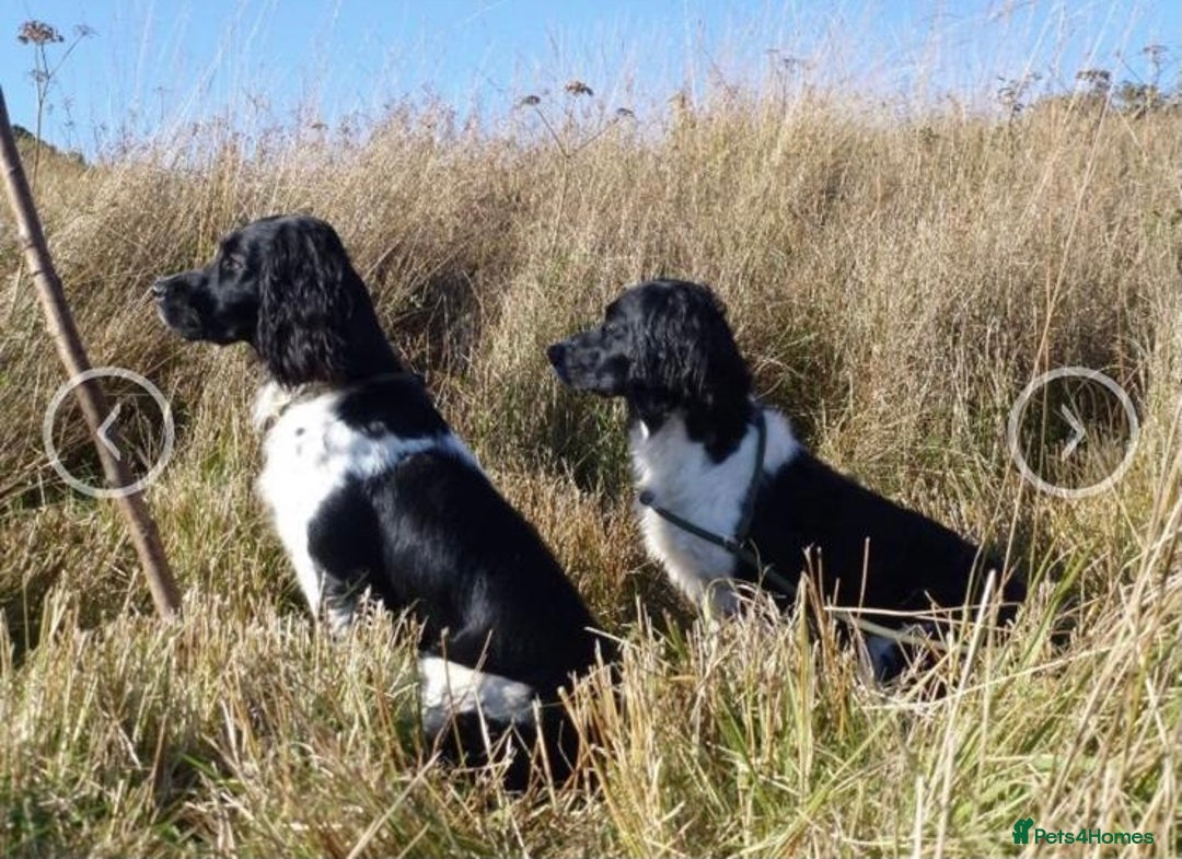Sprocker dogs for sale: My sweet peas SPECIAL indeed x - Image 11