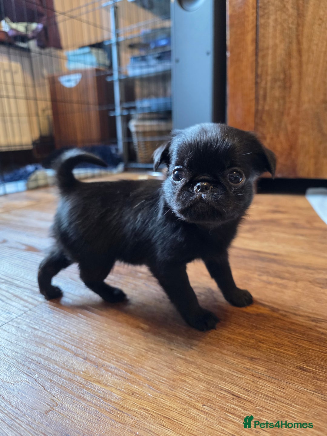 Griffon Bruxellois dogs for sale: KC Registered Rough Brussels Griffon  - Advert 22