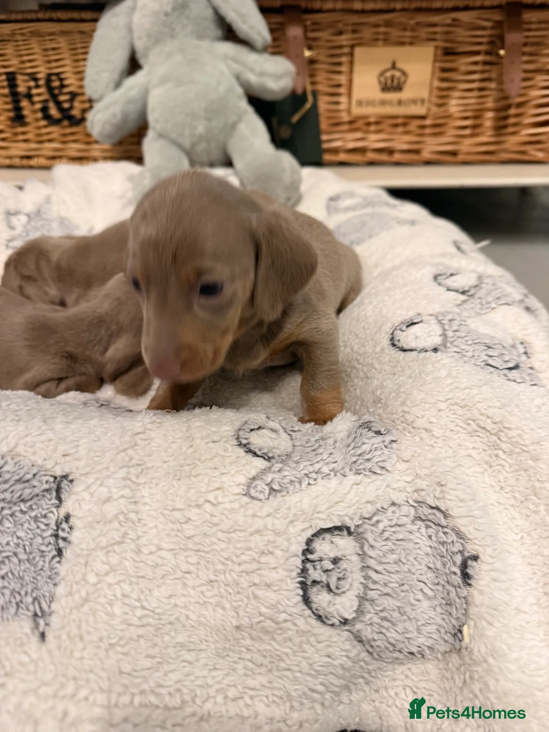 Miniature Dachshund dogs for sale: Beautiful Miniature Dachshund Puppies - Advert 3
