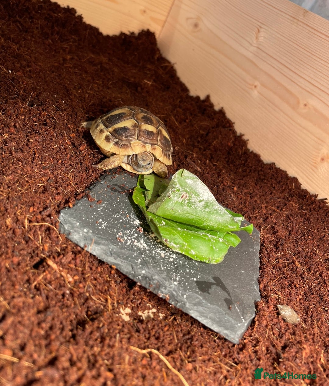 Hermann Tortoise reptiles for sale: Baby tortoise with home & accessories  - Image 2