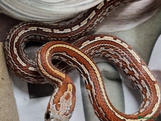 Corn Snake reptiles Hatchling corn snakes - Advert 21