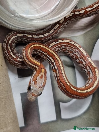 Corn Snake reptiles - Advert 5