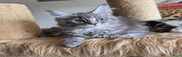 Maine Coon cats for sale: Stunning registered Maine Coon kittens - Advert 23