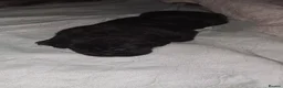 Cane Corso dogs for sale: Cane Corso Puppies - Advert 35